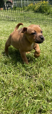 Du Petit Sunshine - Staffordshire Bull Terrier - Portée née le 04/04/2023