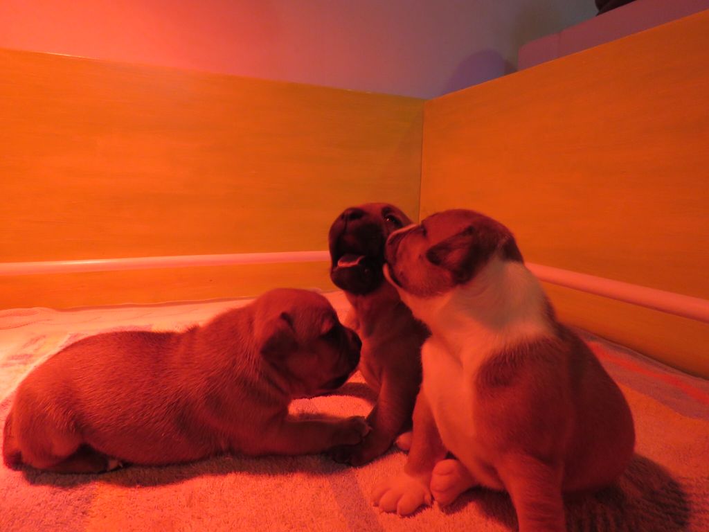 Bébés