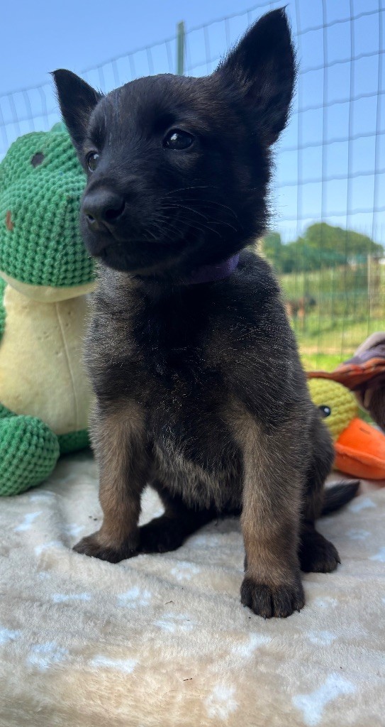 Du Petit Sunshine - Chiots disponibles - Berger Belge