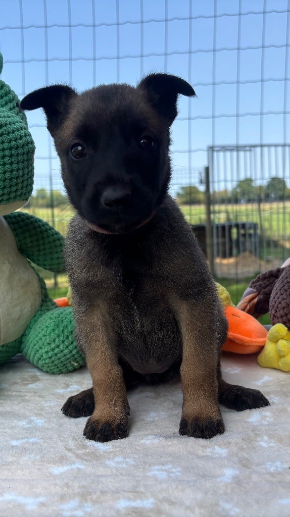 Du Petit Sunshine - Chiots disponibles - Berger Belge