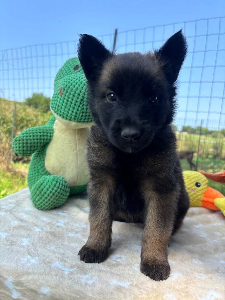 Du Petit Sunshine - Chiots disponibles - Berger Belge