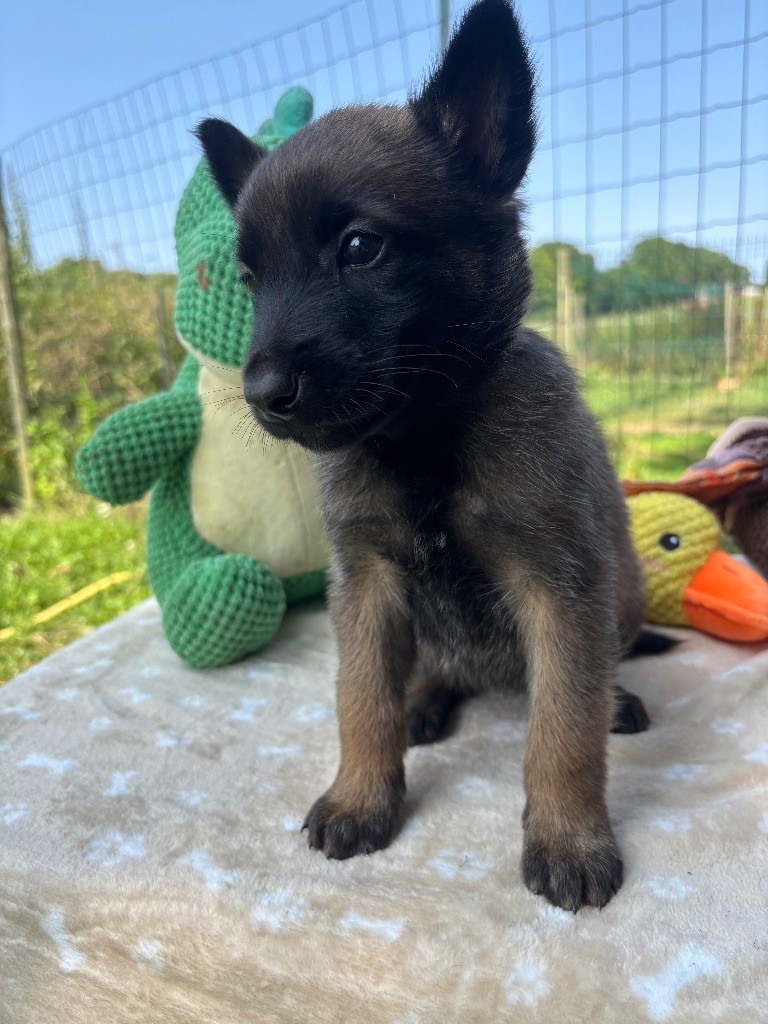 Du Petit Sunshine - Chiots disponibles - Berger Belge