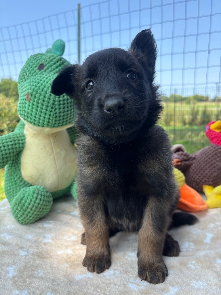 Du Petit Sunshine - Chiots disponibles - Berger Belge
