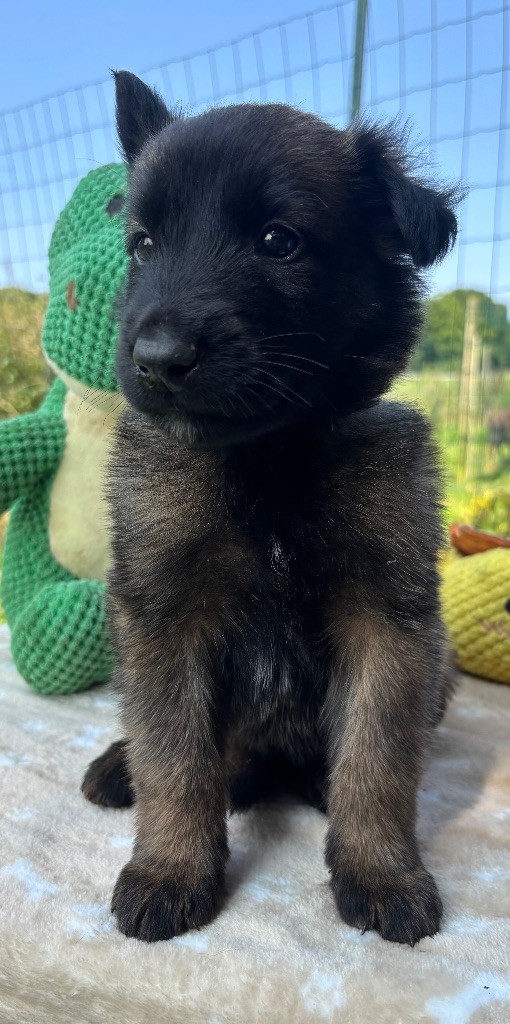 Du Petit Sunshine - Chiots disponibles - Berger Belge