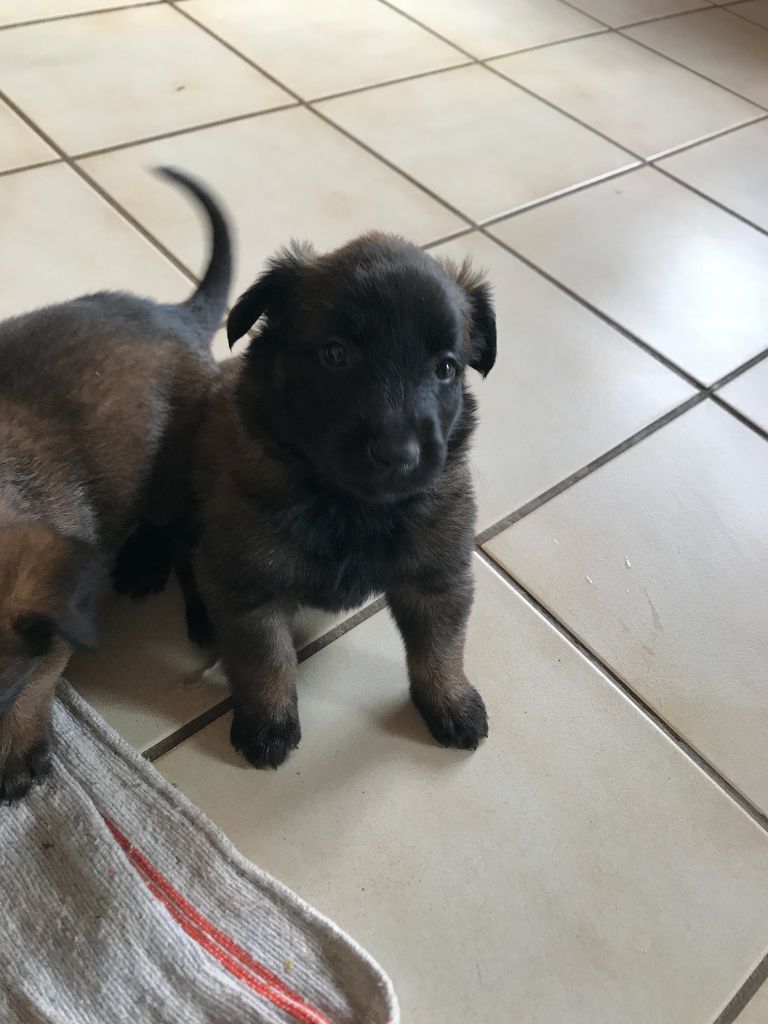 Du Petit Sunshine - Chiots disponibles - Berger Belge