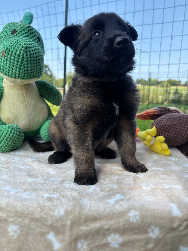 Du Petit Sunshine - Chiots disponibles - Berger Belge