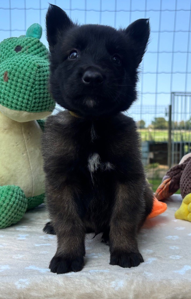 Du Petit Sunshine - Chiots disponibles - Berger Belge
